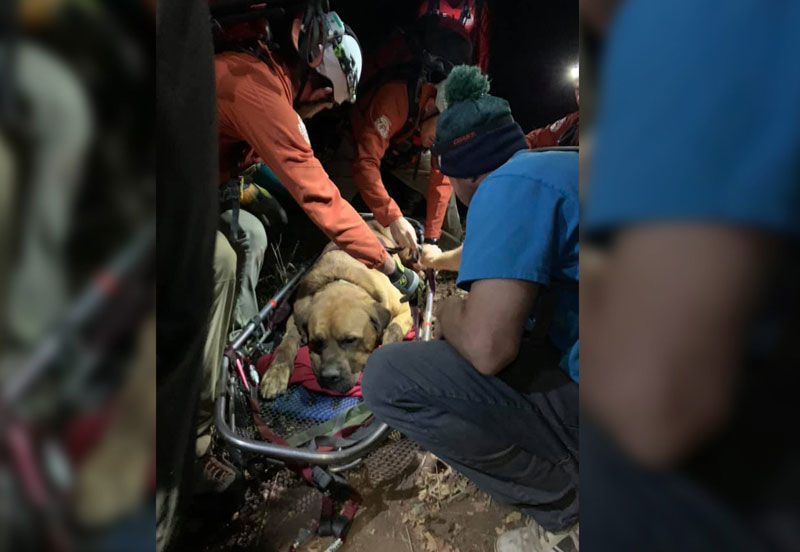 Rescuers carry exhausted 190-pound dog home from hike